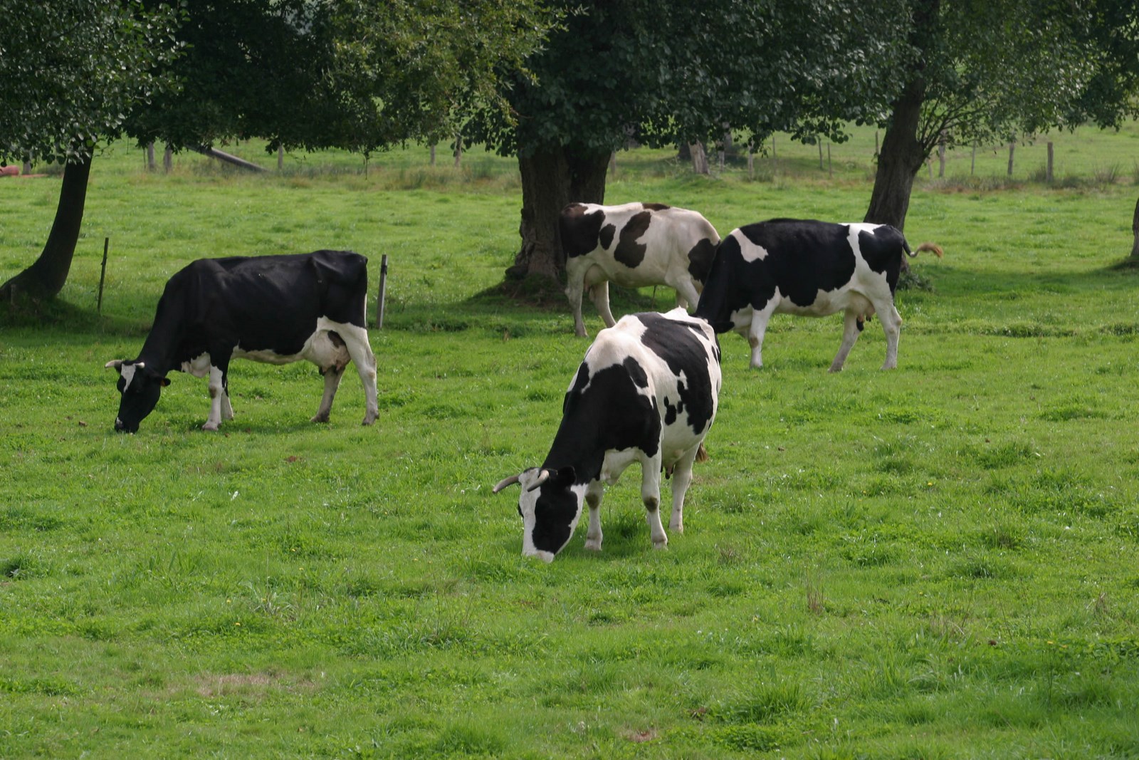 Vacas pacendo