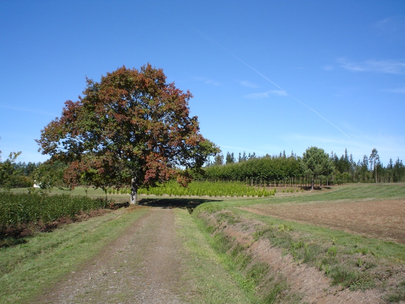 Camiño rural.