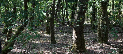 Bosque