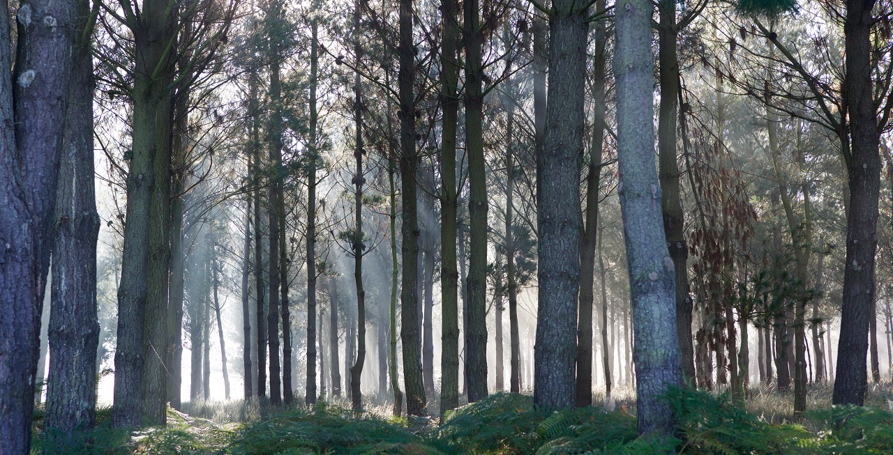 Ecosistemas forestales